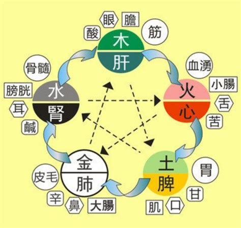 五行經絡|五行